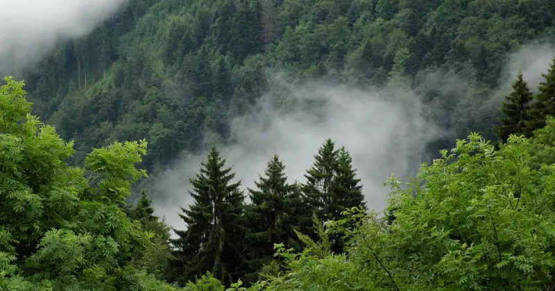 У Чернівцях майже 200 гектарів самозаліснених земель понад два роки залишаються без статусу