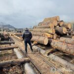 На Буковині майстру лісу повідомили про підозру через незаконну порубку ялини та ялиці на понад 27 млн грн