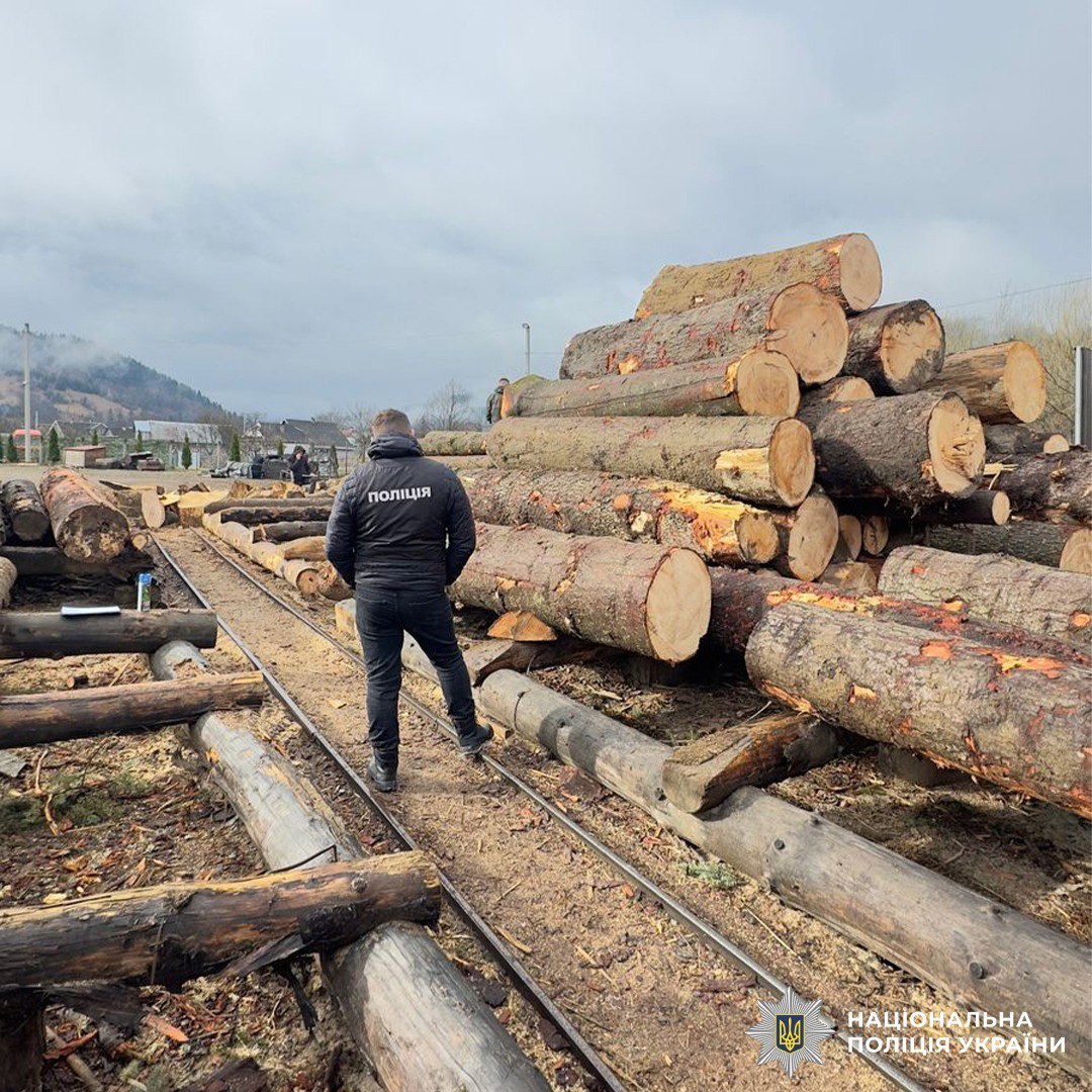 На Буковині майстру лісу повідомили про підозру через незаконну порубку ялини та ялиці на понад 27 млн грн