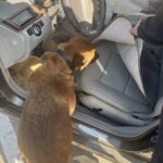 Службовий собака виявив наркотики у пункті пропуску «Порубне»