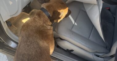 Службовий собака виявив наркотики у пункті пропуску «Порубне»