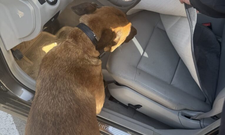 Службовий собака виявив наркотики у пункті пропуску «Порубне»