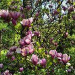 У Чернівцях стартує екскурсійний сезон у ботанічному саду