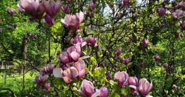 У Чернівцях стартує екскурсійний сезон у ботанічному саду