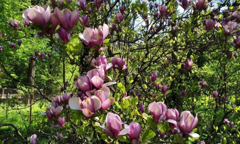 У Чернівцях стартує екскурсійний сезон у ботанічному саду