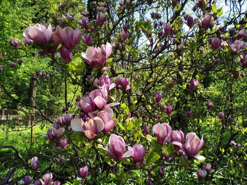 У Чернівцях стартує екскурсійний сезон у ботанічному саду