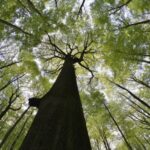 На Буковині розширили природно-заповідний фонд: під охорону взяли нові праліси