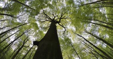 На Буковині розширили природно-заповідний фонд: під охорону взяли нові праліси