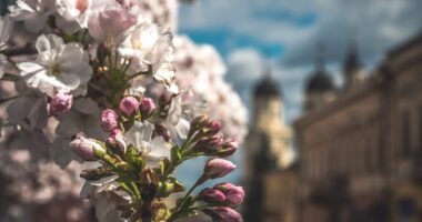 На площі Філармонії у Чернівцях розквітли сакури (фото)