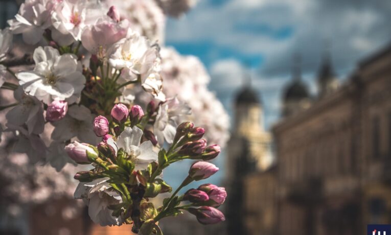 На площі Філармонії у Чернівцях розквітли сакури (фото)