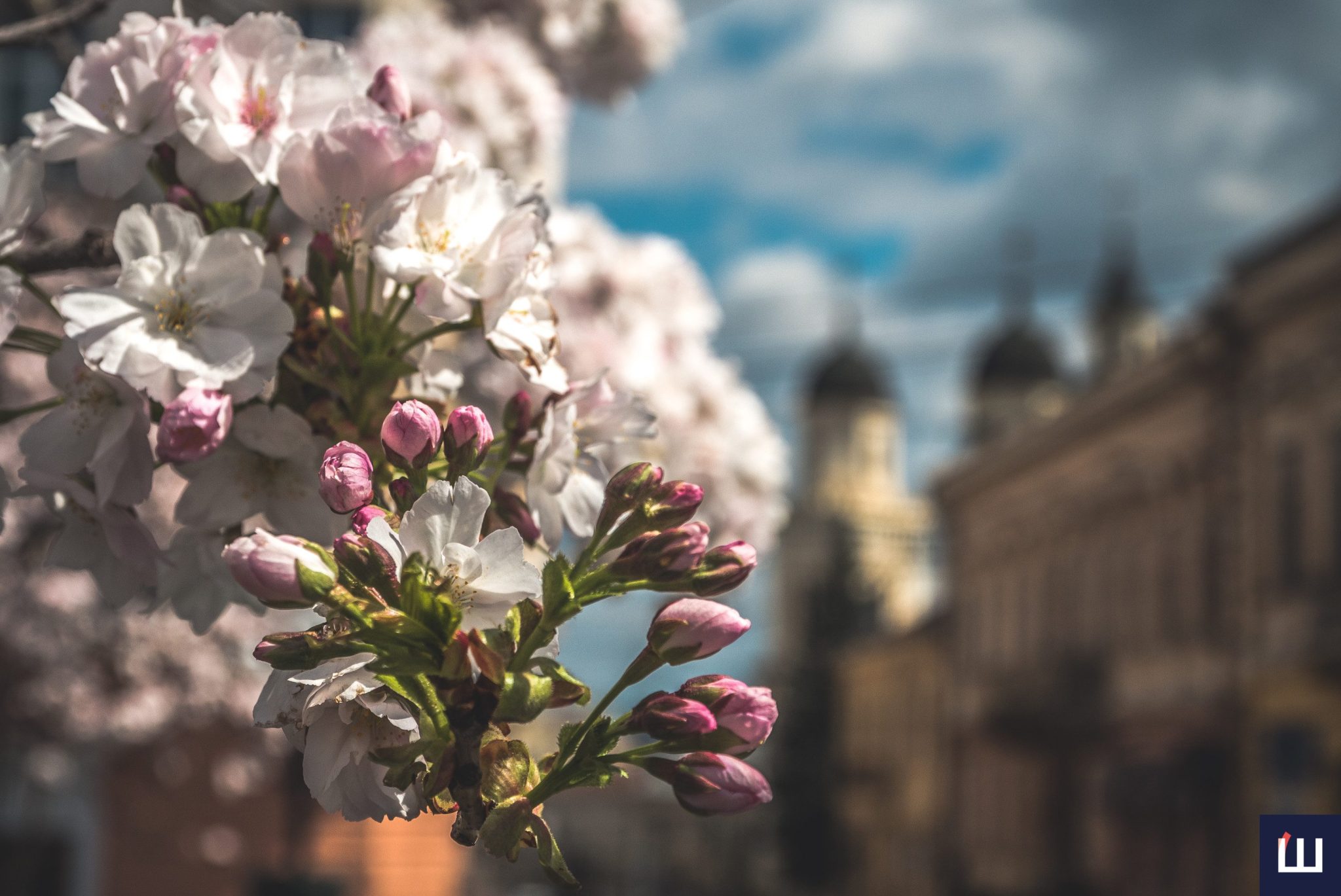 На площі Філармонії у Чернівцях розквітли сакури (фото)