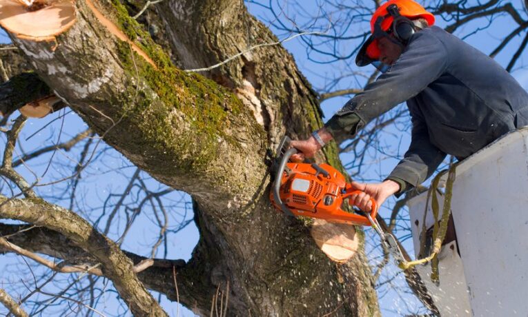 Цьогоріч у Чернівцях планують зрубати майже тисячу аварійних та сухостійних дерев
