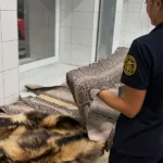 На Буковині викрили спробу незаконного вивезення шкур пітона та єнотовидної собаки