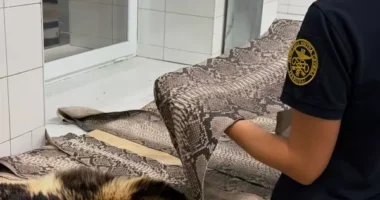 На Буковині викрили спробу незаконного вивезення шкур пітона та єнотовидної собаки