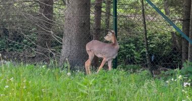 У Черемоському нацпарку врятовану козулю залишили під опікою фахівців