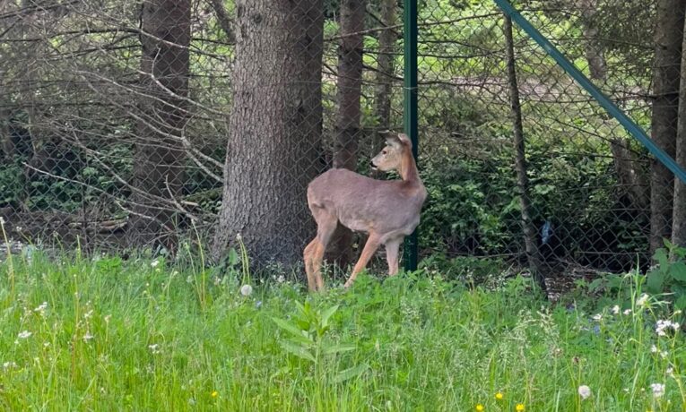 У Черемоському нацпарку врятовану козулю залишили під опікою фахівців