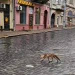 У центрі Чернівців помітили лисицю