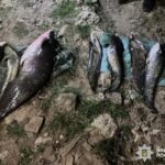 На Буковині судитимуть двох чоловіків за незаконний вилов сома з Дністра