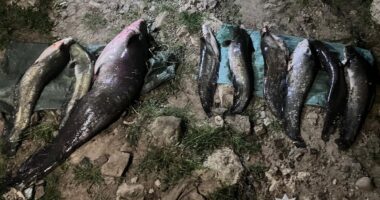 На Буковині судитимуть двох чоловіків за незаконний вилов сома з Дністра
