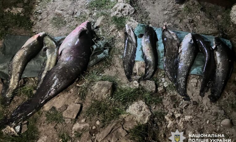 На Буковині судитимуть двох чоловіків за незаконний вилов сома з Дністра