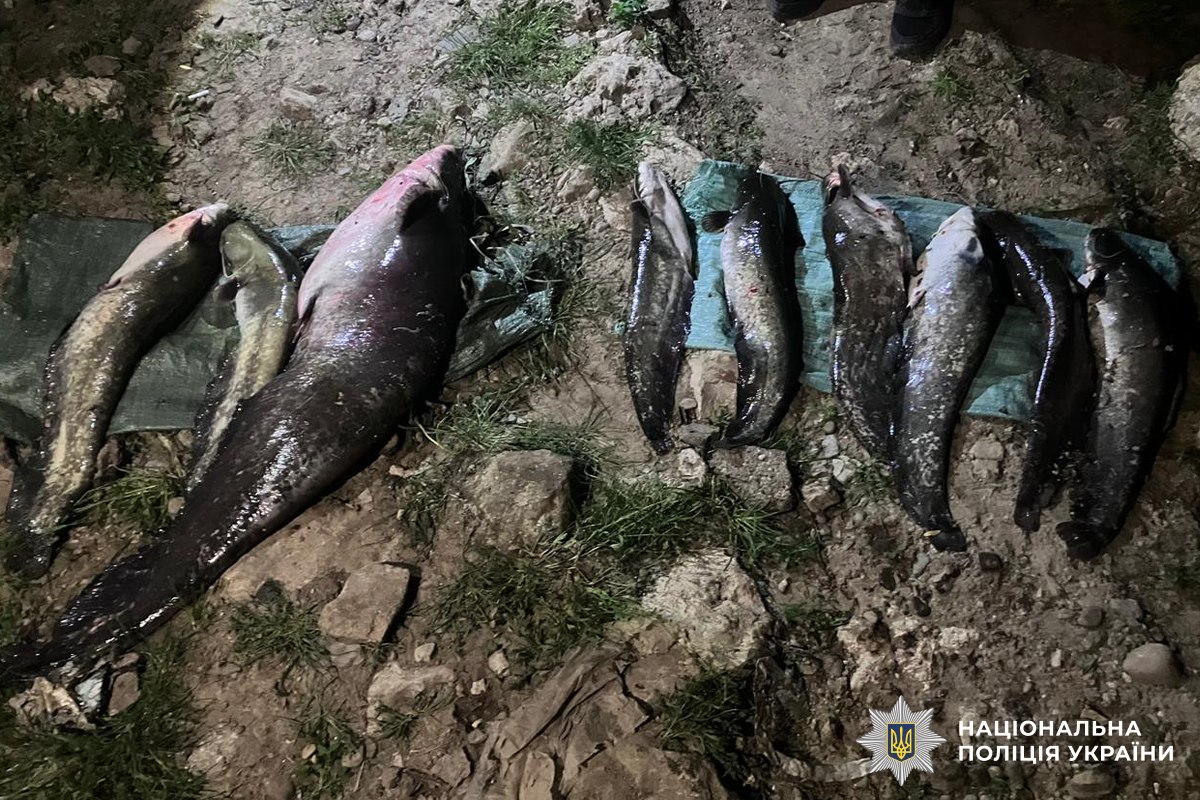 На Буковині судитимуть двох чоловіків за незаконний вилов сома з Дністра