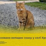 У Чернівецькому районі зафіксували сказ у кішки та ввели карантинні обмеження