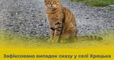 У Чернівецькому районі зафіксували сказ у кішки та ввели карантинні обмеження