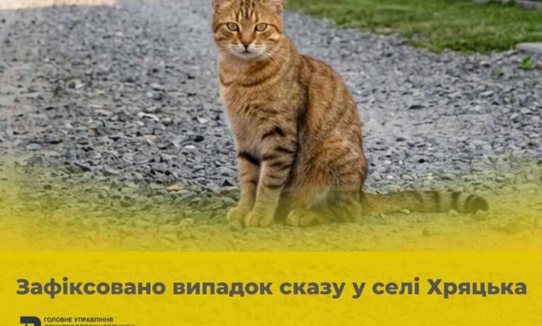 У Чернівецькому районі зафіксували сказ у кішки та ввели карантинні обмеження
