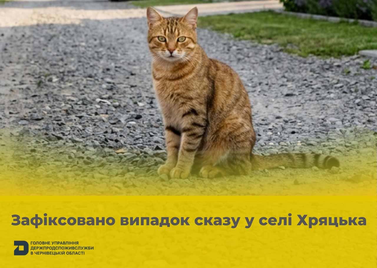 У Чернівецькому районі зафіксували сказ у кішки та ввели карантинні обмеження