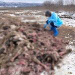 На Буковині керівнику м’ясопереробного підприємства повідомили про підозру через забруднення земель на майже 1 млн грн