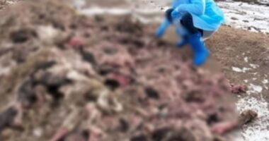 На Буковині керівнику м’ясопереробного підприємства повідомили про підозру через забруднення земель на майже 1 млн грн