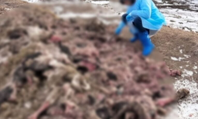 На Буковині керівнику м’ясопереробного підприємства повідомили про підозру через забруднення земель на майже 1 млн грн