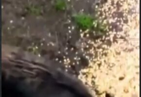 Ведмідь відібрав обід у кабана: курйозний випадок зафіксували на кордоні Буковини (відео)