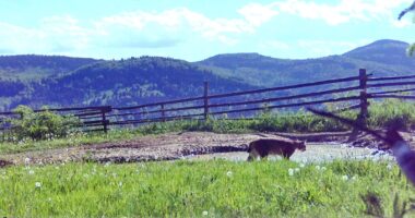 Фотопастки на Буковині зафіксували рись, ведмедя, оленів і глухаря поблизу державного кордону