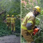 У Чернівцях аварійна верба впала на дорогу біля житлового будинку: рятувальники ліквідували наслідки