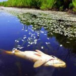 На Дністровському водосховищі зафіксували мор риби через сильну спеку
