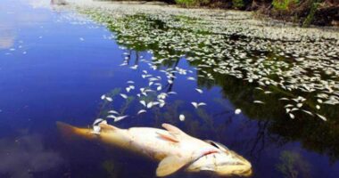 На Дністровському водосховищі зафіксували мор риби через сильну спеку