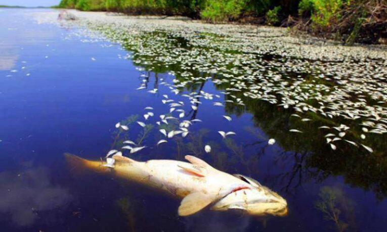 На Дністровському водосховищі зафіксували мор риби через сильну спеку