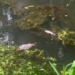 На Буковині поліція відкрила кримінальне провадження через загибель риби в річці Совиця