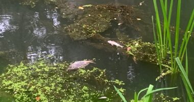 На Буковині поліція відкрила кримінальне провадження через загибель риби в річці Совиця