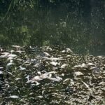 На Буковині розслідують загибель понад 500 рибин у річці Совиця