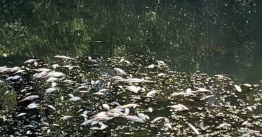 На Буковині в річці Совиця загинули понад 500 риб: збитки оцінюють у понад мільйон гривень