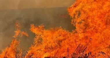 На Буковині через пожежі знищено дачний будинок і суху траву на площі майже 6 гектарів