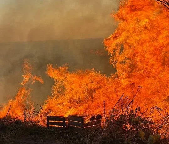На Буковині через пожежі знищено дачний будинок і суху траву на площі майже 6 гектарів